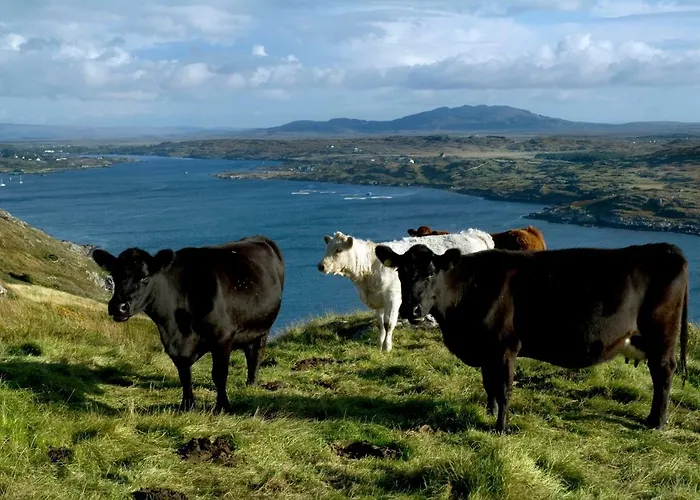 Апартаменты 263 - Клифден